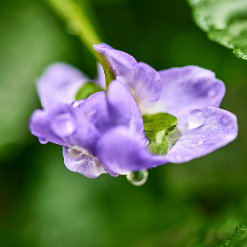 For the garden
